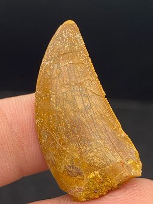 Dinosaur, Fossil, Natural, Collectible, Specimen, Tooth. Fossil Dinosaur Tooth: 