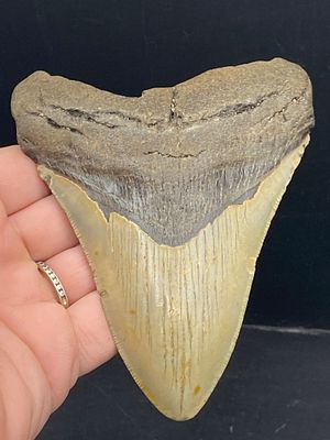 Shark, Fossil, Natural, Collectible, Specimen, Tooth, Megalodon. Fossil Shark Tooth: Megalodon 