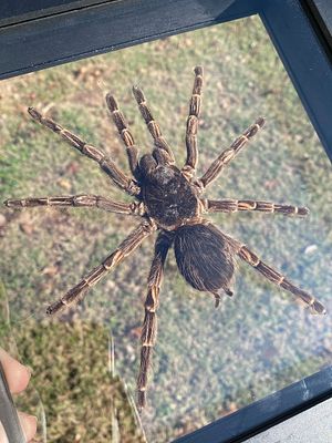 Spider, Natural, Decor, Collectible, Insect. Framed Spider: Tarantula
