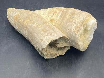 Anemone, Horn Coral, Fossil, Rock, Natural, Decor, Collectible,. Rare Fossil: Anemone Mimicking 