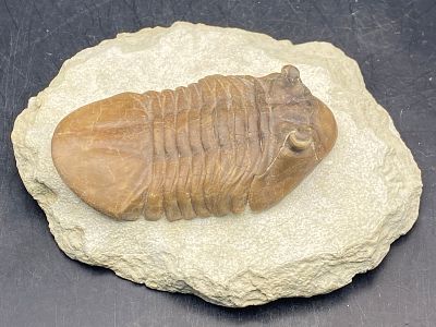 Trilobite, Fossil, Rock, Natural, Collectible, Specimen. Fossil Trilobite: Unknown Species 1lb 6oz