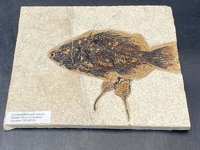 Fish, Fossil, Rock, Natural, Decor, Collectible, Specimen, Green River Formation,. Fossil Fish: 