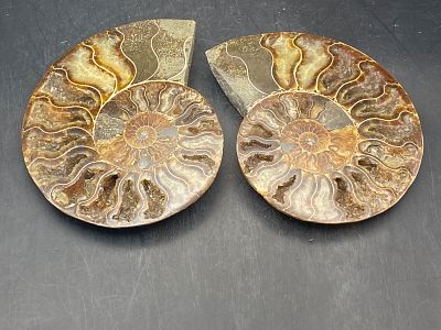 Ammonite, Fossil, Rock, Natural, Collectible, Specimen. Fossil Ammonite Split/Polished 