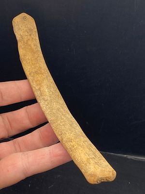 Artifact, Rock, History, Collectible, Tool,. Artifact: Bone Handle of Slate-Blade Knife Alaska 1800s