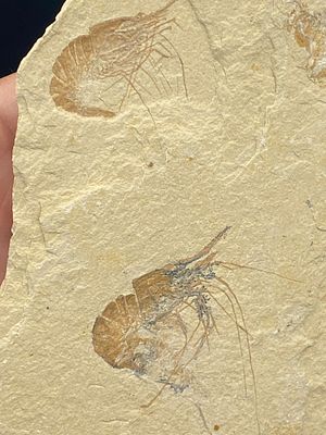Shrimp, Fossil, Rock, Natural, Decor, Collectible, Specimen. 2 Fossil Shrimp: Carpoponeous Lebanon
