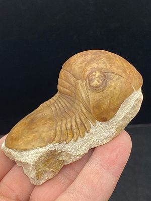 Trilobite, Fossil, Rock, Natural, Collectible, Specimen. Fossil Trilobite: Illaenus Sinuatus 