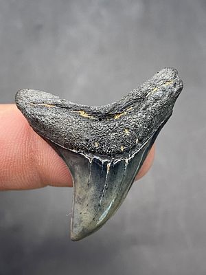 Shark, Fossil, Natural, Collectible, Specimen, Tooth. Fossil Shark Tooth: Thresher Shark South 