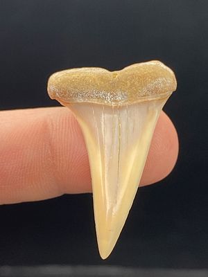 Shark, Fossil, Natural, Collectible, Specimen, Tooth. Fossil Shark Tooth: Mako South Carolina