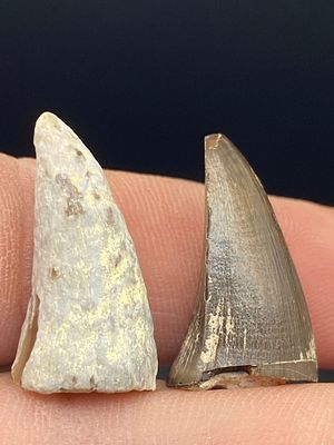 Dinosaur, Fossil, Natural, Collectible, Specimen, Tooth. 2 Fossil Teeth: Mososaur Kansas