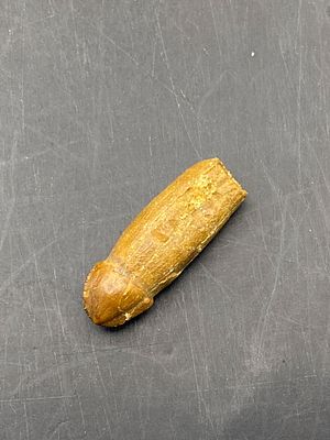 Crocodile, Fossil, Natural, Collectible, Specimen, Tooth. Fossil Tooth: Crocodile with Rare Root 