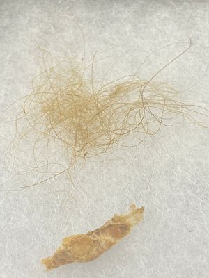 Mammoth, Fossil, Natural, Collectible, Specimen, Hair, Skin. Preserved Mammoth Hair and Skin 