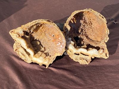Coral, Fossil, Rock, Natural, Decor, Collectible,. Fossil (Agatized) Coral Florida 3lb 12oz