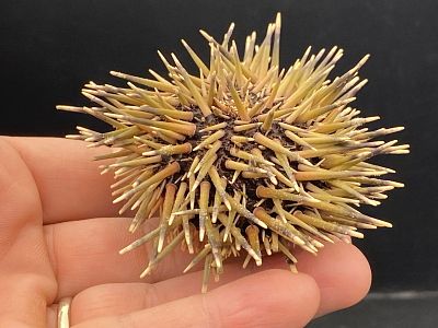 Urchin, Seashell, Ocean, Beach, Natural, Decor, Collectible, Specimen. Urchin with Spines 