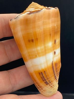 Seashell, Ocean, Beach, Natural, Decor, Collectible, Specimen. Seashell: Conus Barthelemyi 