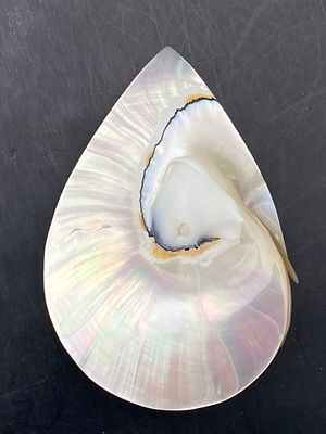 Seashell, Ocean, Beach, Natural, Decor, Collectible, Specimen. Seashell Jewelry: Nautilus 