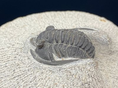 Trilobite, Fossil, Rock, Natural, Collectible, Specimen. Fossil Trilobite: unknown Species 