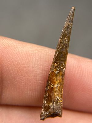 Dinosaur, Fossil, Natural, Collectible, Specimen, Tooth. Fossil Dinosaur Tooth: Pterosaur