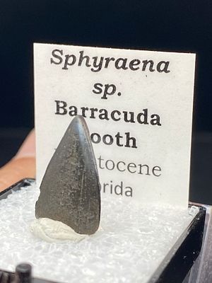 Barracuda, Fossil, Natural, Collectible, Specimen, Tooth. Fossil Tooth: Barracuda Florida