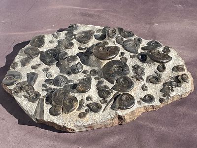 Ammonite, Baculites, Fossil, Rock, Natural, Collectible, Specimen. Fossil Ammonites and 