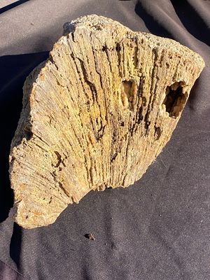 Geode, Coral, Fossil, Rock, Crystal, Natural, Collectible, Specimen,. Fossil Coral Head Geode 