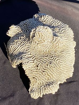 Coral, Fossil, Rock, Crystal, Natural, Collectible, Specimen,. Fossil Coral Florida