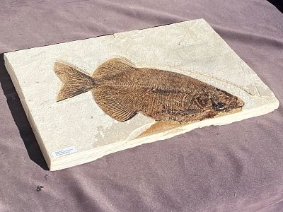Fish, Fossil, Rock, Natural, Decor, Collectible, Specimen, Green River Formation,. Fossil Fish: 