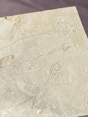Fish, Fossil, Rock, Natural, Decor, Collectible, Specimen, Green River Formation,. Fossil Fish: 