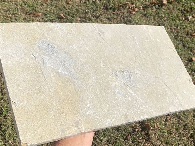 Fish, Fossil, Rock, Natural, Decor, Collectible, Specimen, Green River Formation,. Fossil Fish: 