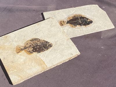 Fish, Fossil, Rock, Natural, Decor, Collectible, Specimen, Green River Formation,. Fossil Fish: 