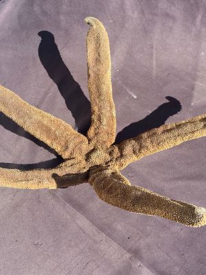 Starfish, Fossil, Rock, Crystal, Natural, Collectible, Specimen,. Starfish: Giant, 29" Starfish
