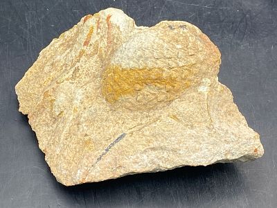Pine Cone, Fossil, Rock, Natural, Decor, Collectible, Specimen. Fossil Pine Cone in Matrix 1lb