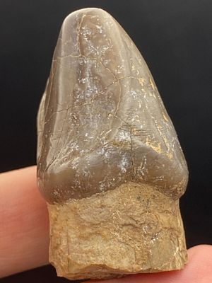 Hippopatomus, Fossil, Rock, Natural, Decor, Collectible, Specimen. Fossil Tooth: Hippopatomus