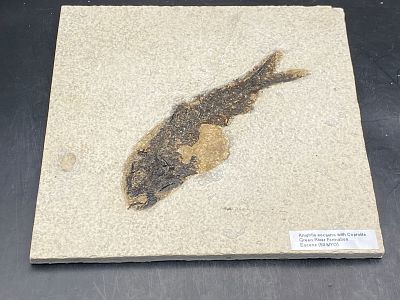 Fish, Fossil, Rock, Natural, Decor, Collectible, Specimen, Green River Formation,. Fossil Fish: 