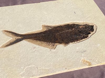 Fish, Fossil, Rock, Natural, Decor, Collectible, Specimen, Green River Formation,. Fossil Fish: 