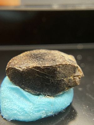 Rock, Crystal, Natural, Collectible, Mineral, Specimen. Thorite Ontario C Hall Collection
