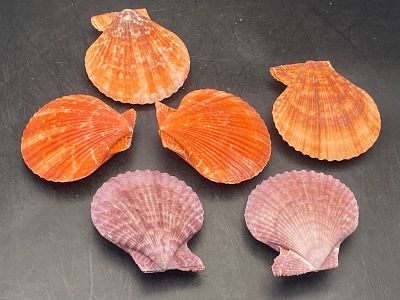 Seashell, Ocean, Beach, Natural, Decor, Collectible, Specimen. Seashells: Noblis Pectin 6 Shells 
