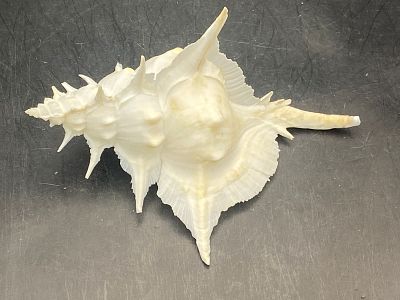 Seashell, Ocean, Beach, Natural, Decor, Collectible, Specimen. Seashell: Murex Alabaster with 