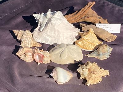 Seashell, Sand Dollar, Driftwood, Ocean, Beach, Natural, Decor, Collectible, Specimen. Sealife 