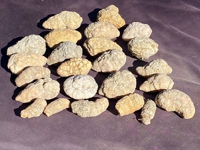 Geode, Rock, Crystal, Natural, Collectible, Specimen,. Geode Mix: Fossil Horn Corals and 