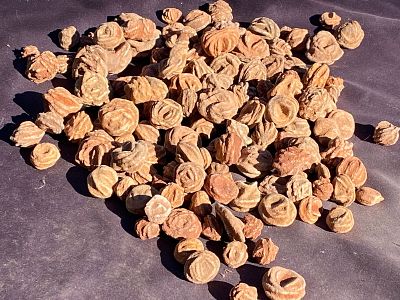 Rock, Crystal, Natural, Collectible, Mineral, Specimen. Barite Roses "Oklahoma Rose Rocks" Noble 