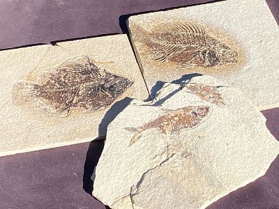 Fish, Fossil, Rock, Natural, Decor, Collectible, Specimen, Green River Formation,. Fossil Fish 