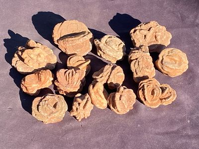 Rock, Crystal, Natural, Collectible, Mineral, Specimen. Barite Roses "Oklahoma Rose Rocks" Noble 