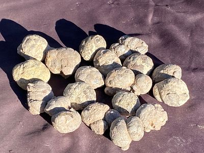 Rock, Crystal, Natural, Collectible, Mineral, Specimen. Agate Thunder Eggs Oregon 12 Pieces