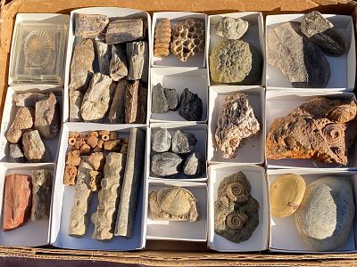 Crinoid, Ammonite, Fern, Baculite, Wood, Coral, Fossil, Rock, Natural, Collectible, Specimen. Fos 