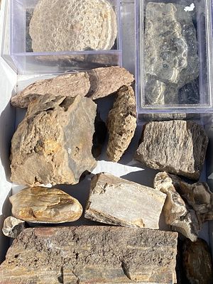 Shell, Wood, Coral, Fossil, Rock, Natural, Collectible, Specimen. Fossil Mix: Corals: Florida 