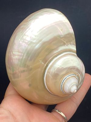 Seashell, Ocean, Beach, Natural, Decor, Collectible, Specimen. Seashell Turbo Shell Pearlized