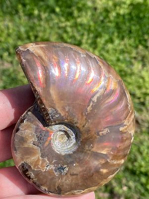 Ammonite, Fossil, Rock, Natural, Collectible, Specimen. Fossil Red Ammonite (Polished) 