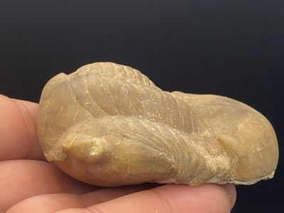 Trilobite, Fossil, Rock, Natural, Collectible, Specimen. Fossil Trilobite Illaenus Crassicauda Russia