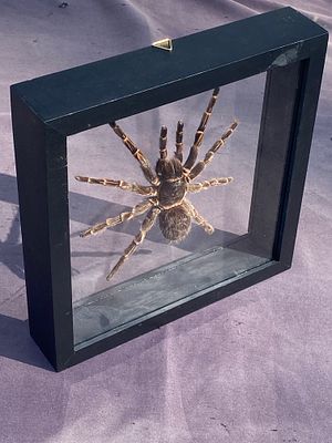 Spider, Natural, Decor, Collectible, Insect. Framed Spider: Tarantula