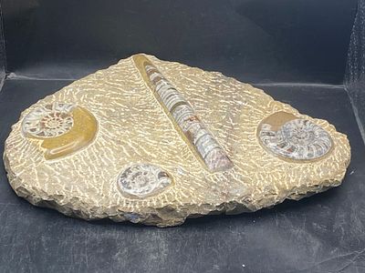 Ammonite, Orthoceras, Fossil, Rock, Natural, Collectible, Specimen. Fossil Orthoceras Fossil 